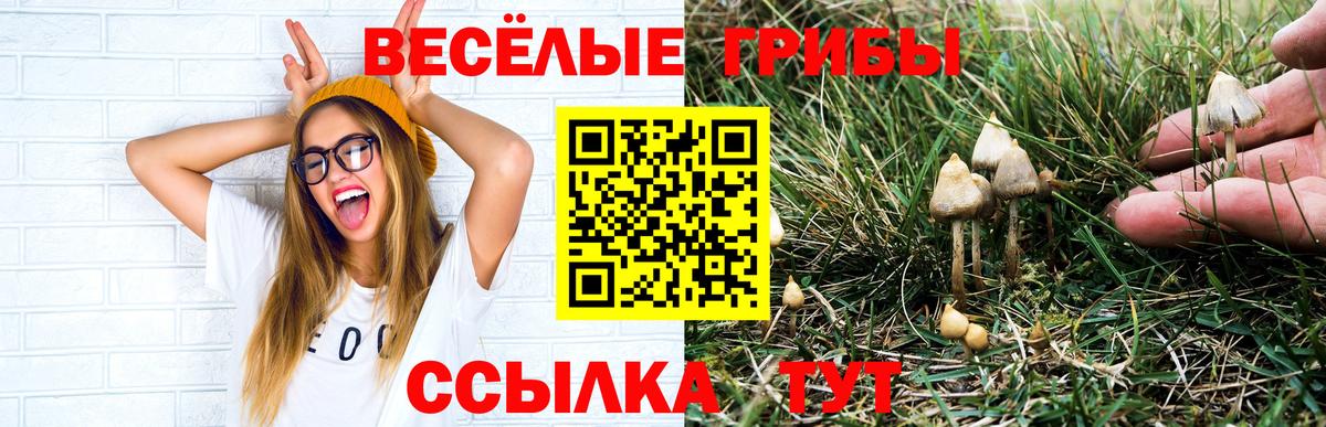 Псилоцибиновые грибы Psilocybine cubensis Новокубанск